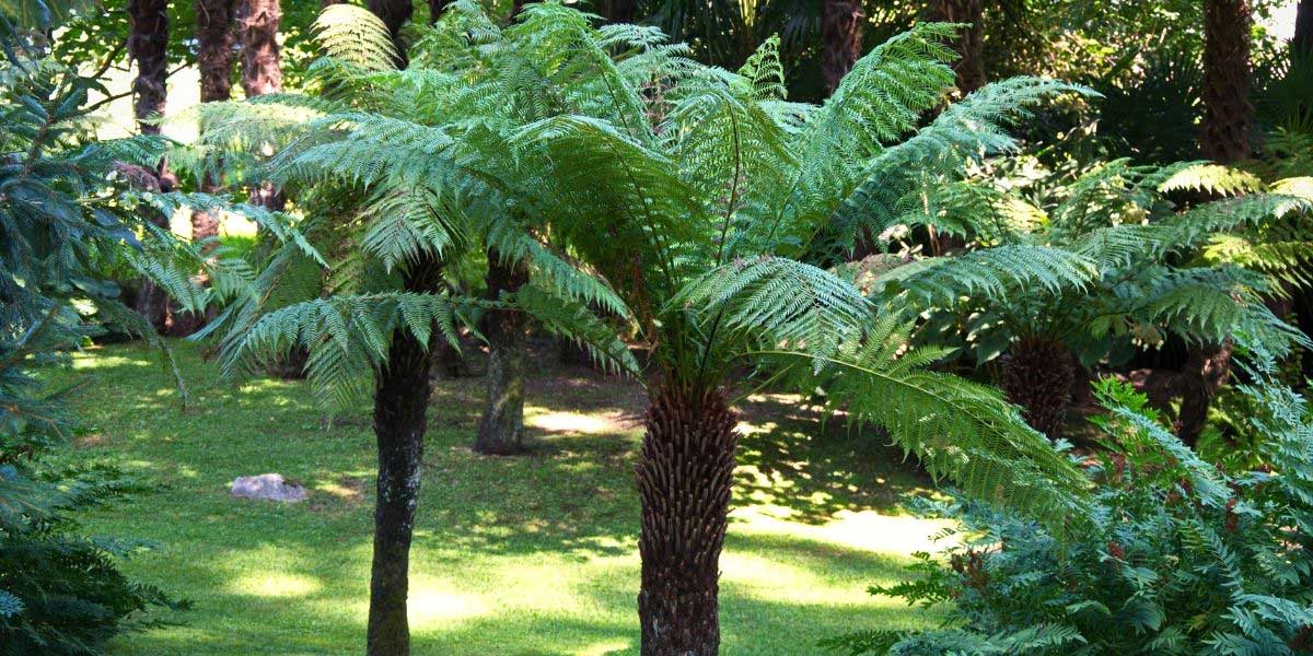 Fougère arborescente Dicksonia antarctica