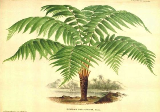 Planche botanique représentant la fougère arborescente Dicksonia chrysotricha