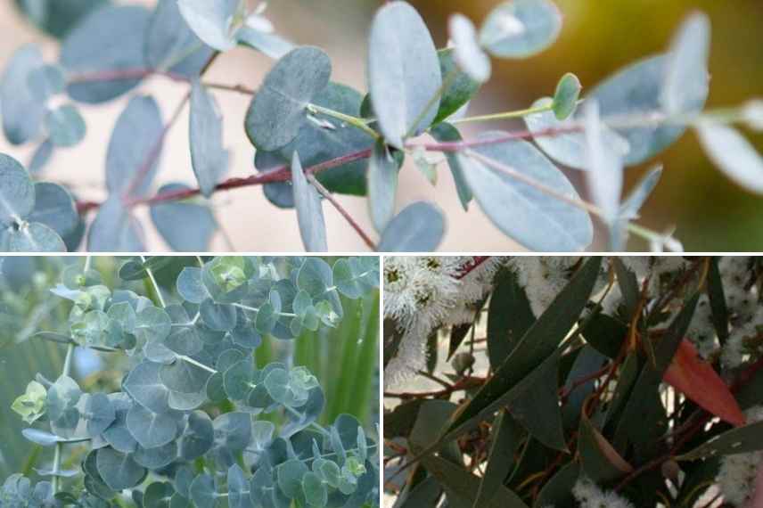 Eucalyptus lequel choisir, Eucalyptus selection