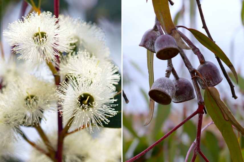 Eucalyptus lequel choisir, Eucalyptus selection