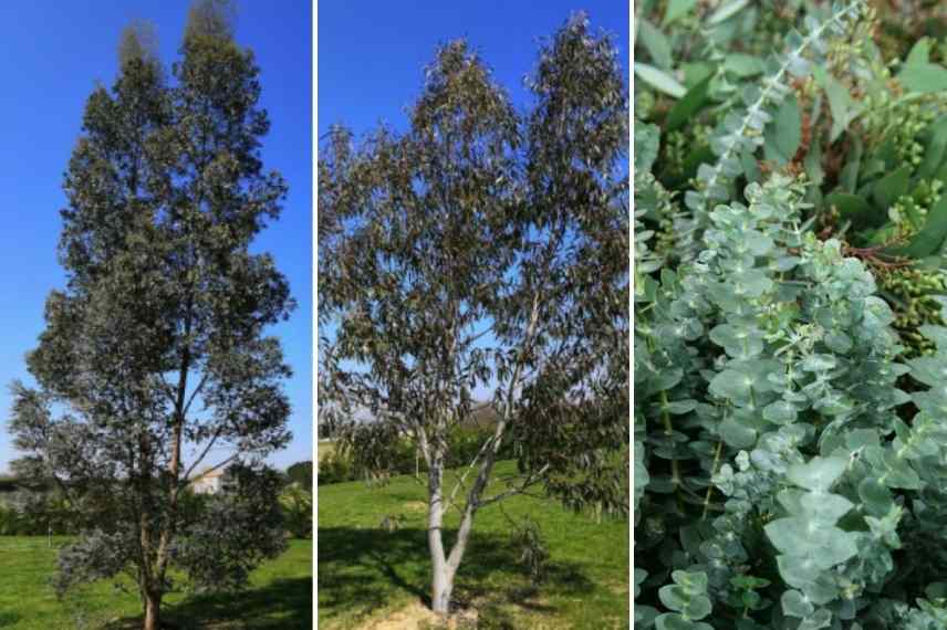 Eucalyptus lequel choisir, Eucalyptus selection