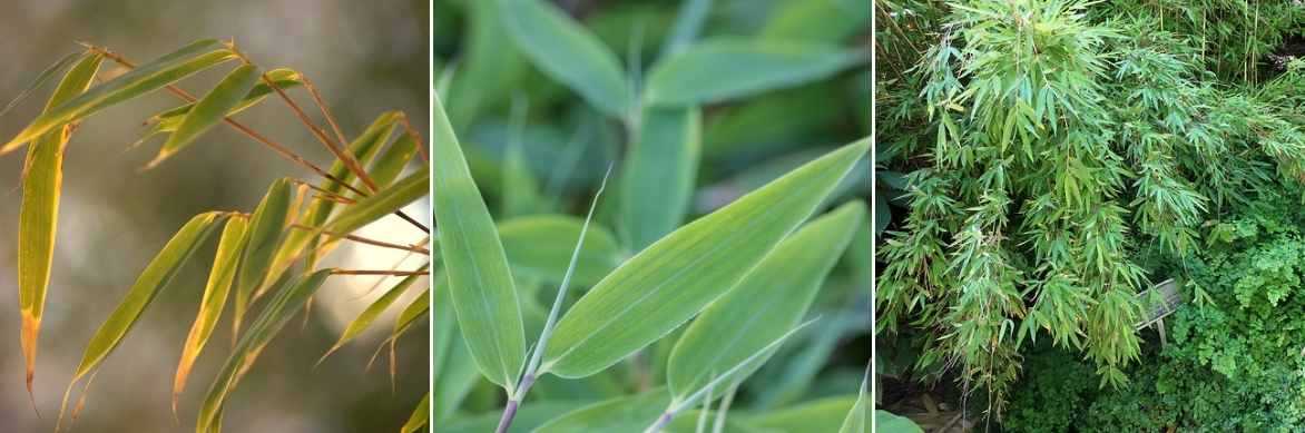 fargesia bambou, bambou, fargesia non traçant, fargesia cespiteux