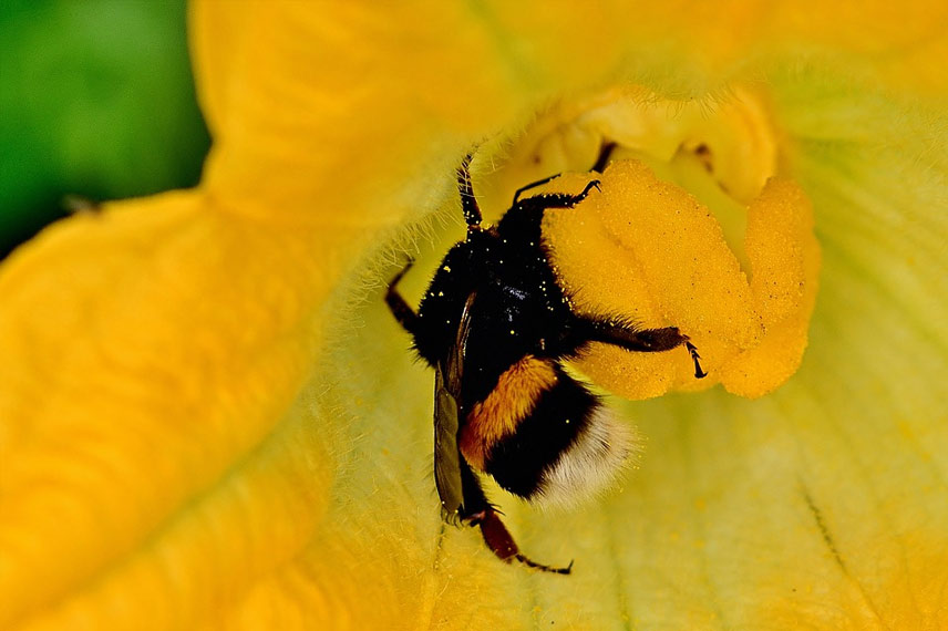 Pollinisation des fleurs de courgettes