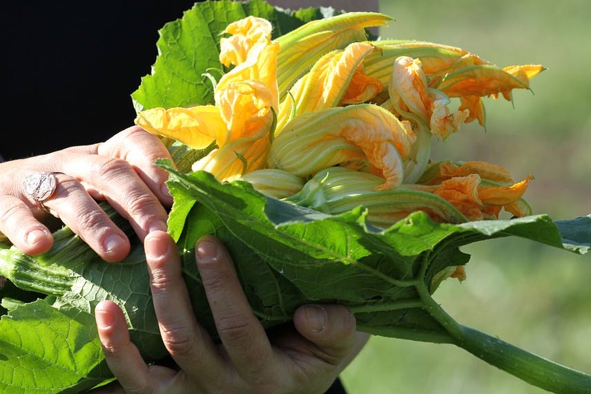 Récolte de fleurs de courgettes