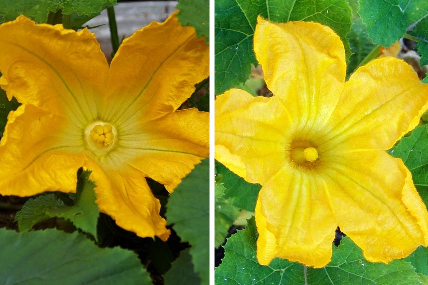 Fleur de courgette femelle à gauche de la photo et fleur de courgette mâle à droite