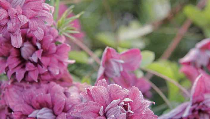7 clématites viticella roses à planter au jardin !