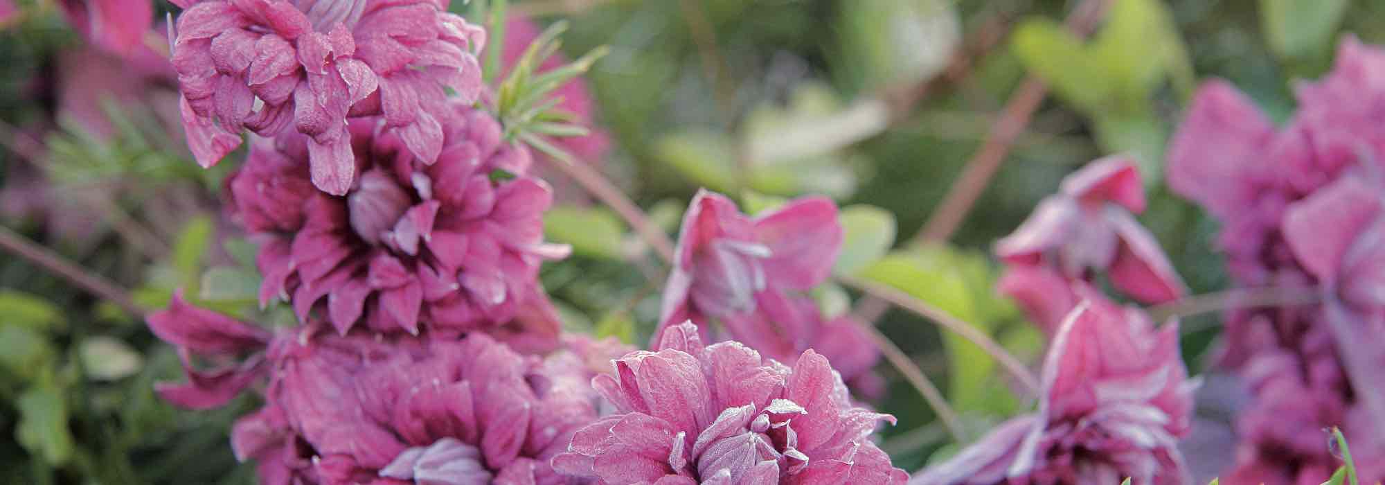 7 clématites viticella roses à planter au jardin !