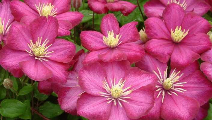 7 clématites viticella pourpres ou rouges à avoir dans son jardin