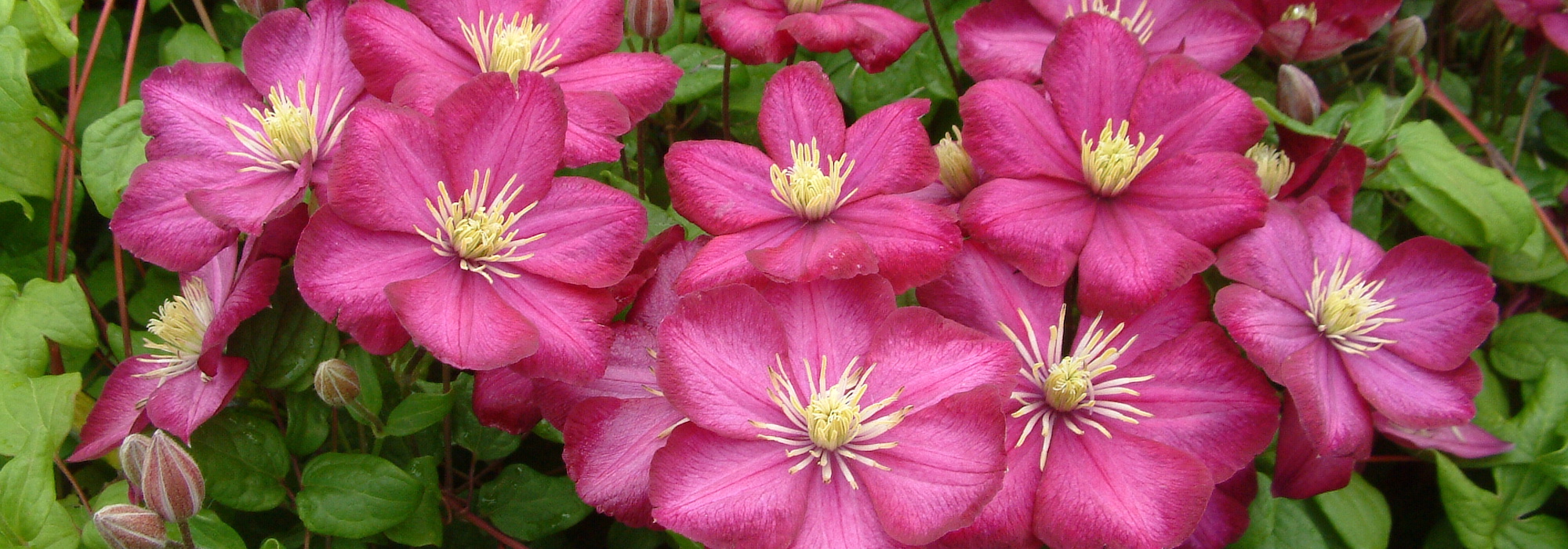 7 clématites viticella pourpres ou rouges à avoir dans son jardin