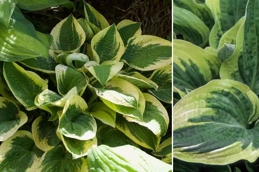 Hostas panachés, meilleurs Hostas panachés, Funkia panaché, Hosta multicolore