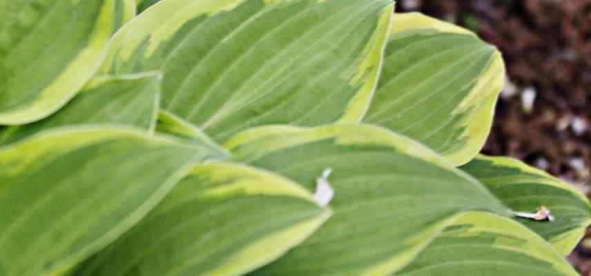 Hosta les plus parfumés, Funkia parfumé, Hosta odorant