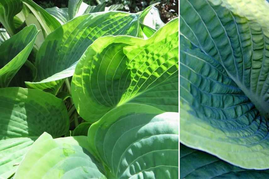 Hostas panachés, meilleurs Hostas panachés, Funkia panaché, Hosta multicolore