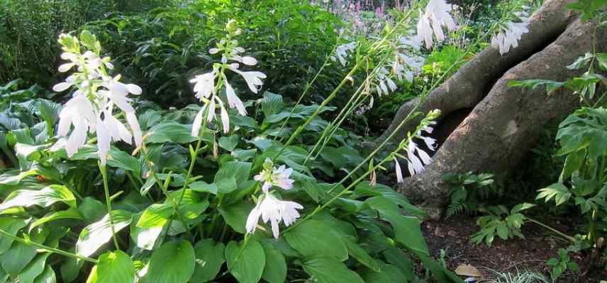 Hosta les plus parfumés, Funkia parfumé, Hosta odorant