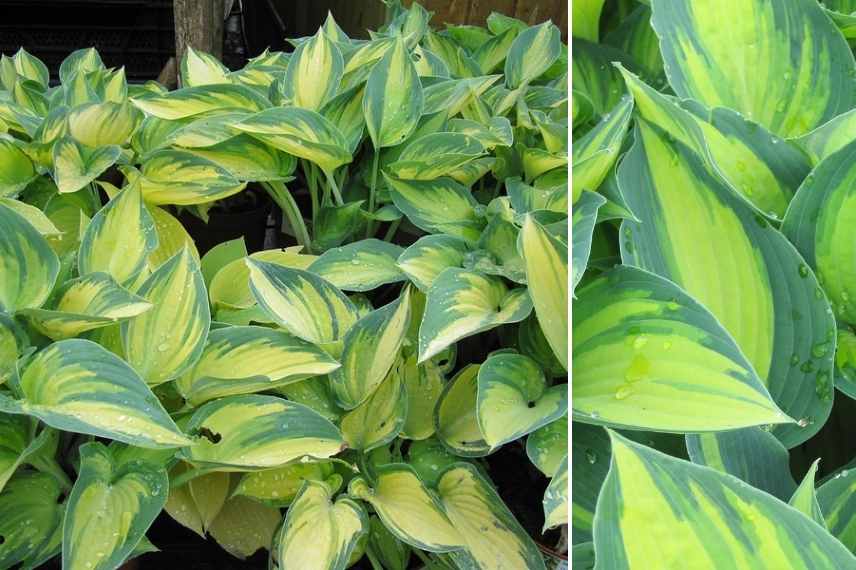 Hostas panachés, meilleurs Hostas panachés, Funkia panaché, Hosta multicolore