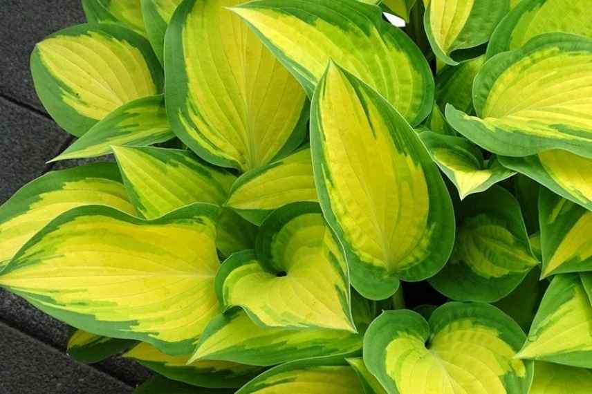 Hostas panachés, meilleurs Hostas panachés, Funkia panaché, Hosta multicolore