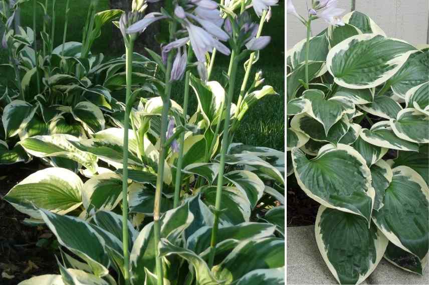 Hostas panachés, meilleurs Hostas panachés, Funkia panaché, Hosta multicolore