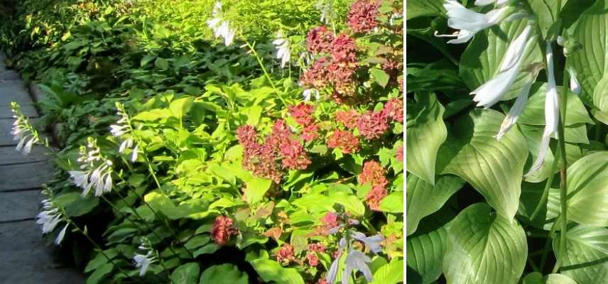 Hosta les plus parfumés, Funkia parfumé, Hosta odorant