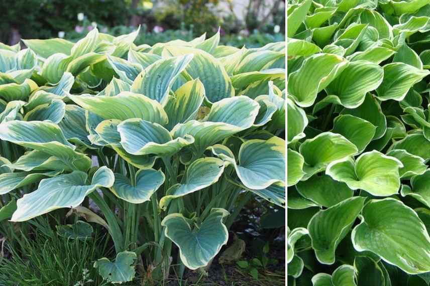 Hostas panachés, meilleurs Hostas panachés, Funkia panaché, Hosta multicolore