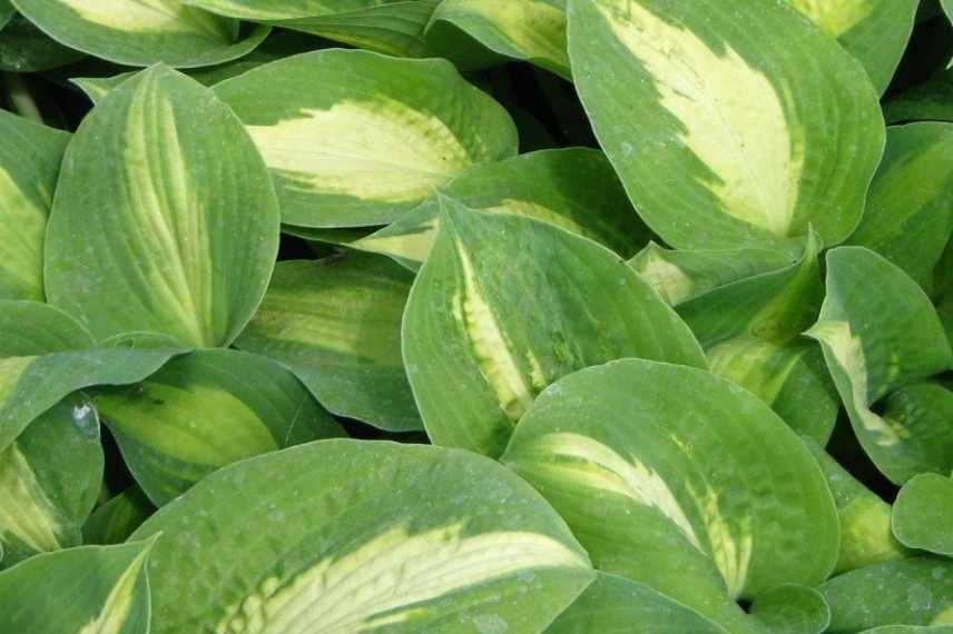 Hostas panachés, meilleurs Hostas panachés, Funkia panaché, Hosta multicolore