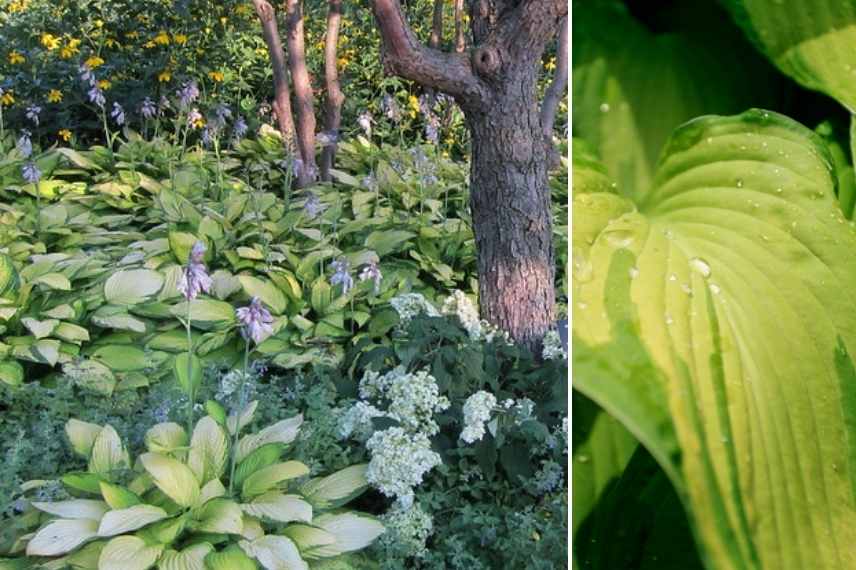 Hostas panachés, meilleurs Hostas panachés, Funkia panaché, Hosta multicolore