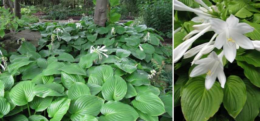 Hosta les plus parfumés, Funkia parfumé, Hosta odorant