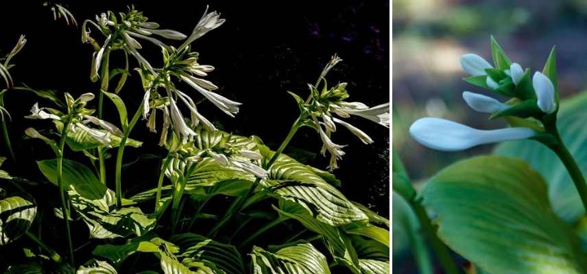 Hosta les plus parfumés, Funkia parfumé, Hosta odorant