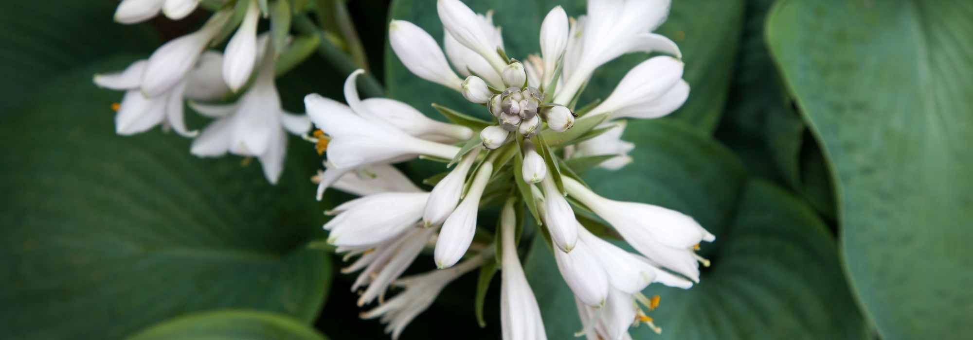 Les Hostas parfumés