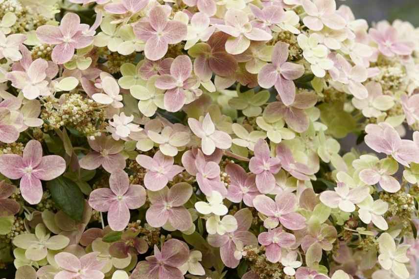 choisir Hydrangea paniculata, Hortensia paniculata, Hydrangea paniculata petite taille, Hydrangea paniculata ultra compact