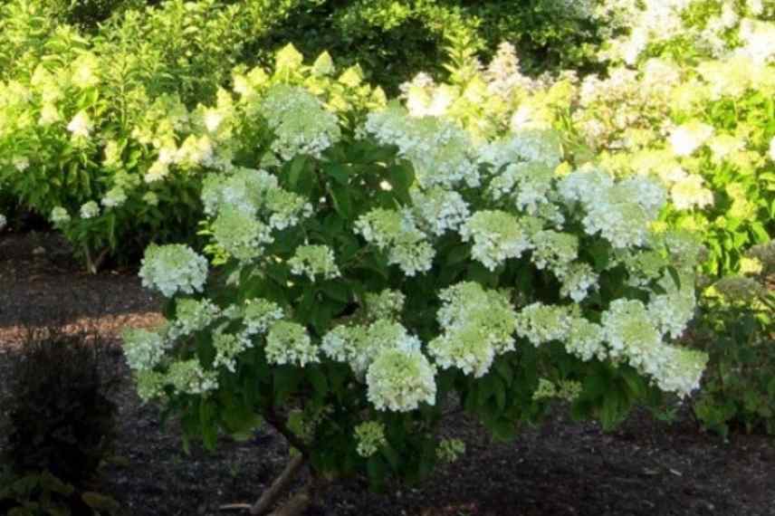 choisir Hydrangea paniculata, Hortensia paniculata, Hydrangea paniculata longue floraison