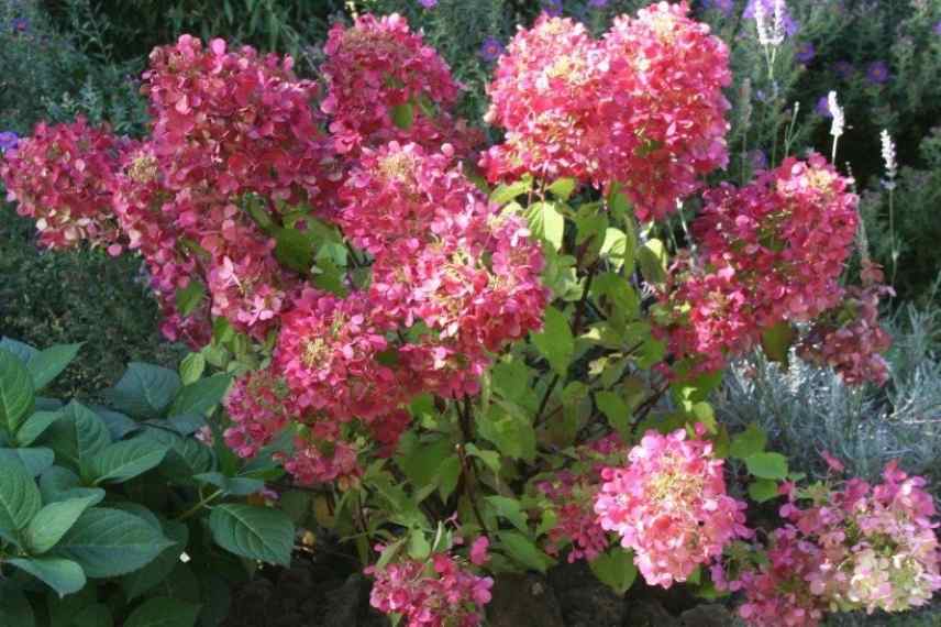 choisir Hydrangea paniculata, Hortensia paniculata, Hydrangea paniculata couleur rouge