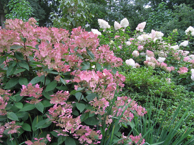 choisir Hydrangea paniculata, Hortensia paniculata