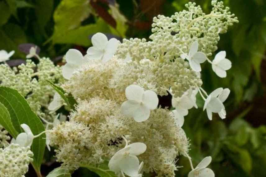 choisir Hydrangea paniculata, Hortensia paniculata, Hydrangea paniculata conique vaporeux