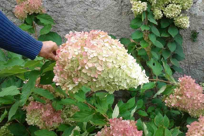 choisir Hydrangea paniculata, Hortensia paniculata, Hydrangea fleurs enormes, Hydrangea grosses fleurs