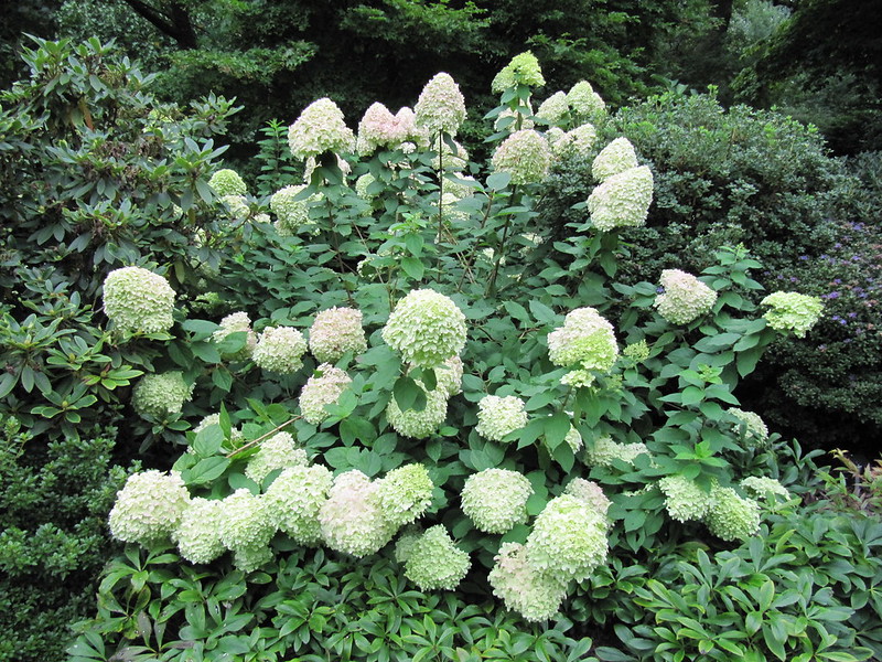 choisir Hydrangea paniculata, Hortensia paniculata taille moyenne, hydrangea paniculata taille intermediaire