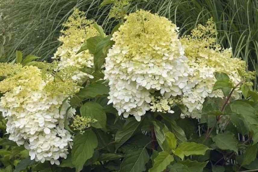 choisir Hydrangea paniculata, Hortensia paniculata taille moyenne, hydrangea paniculata taille xxl, Hydrangea paniculata grande taille