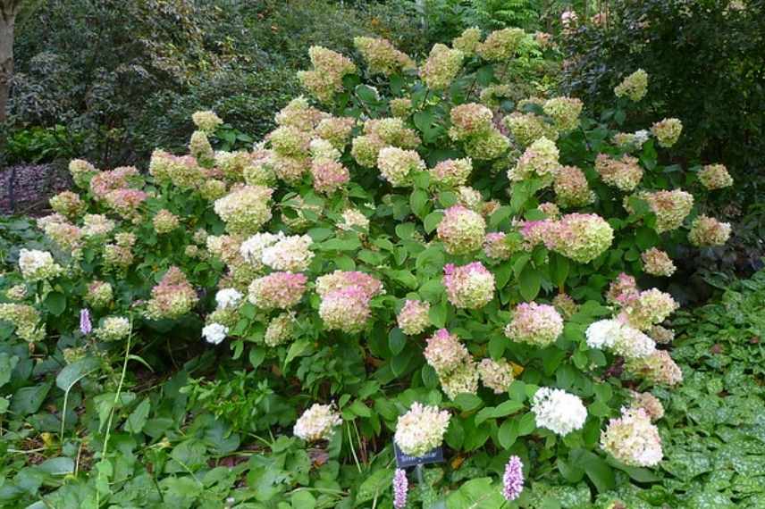 choisir Hydrangea paniculata, Hortensia paniculata compact, Hydrangea paniculata taille moyenne