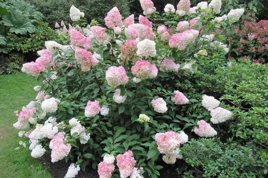 choisir Hydrangea paniculata, Hortensia paniculata, Hydrangea paniculata bicolore