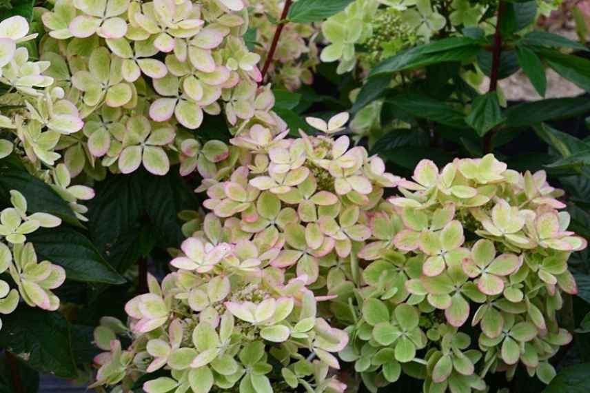 choisir Hydrangea paniculata, Hortensia paniculata forme arrondie,