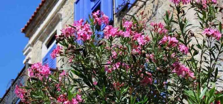 12 arbustes persistants à planter en plein soleil - Promesse de Fleurs