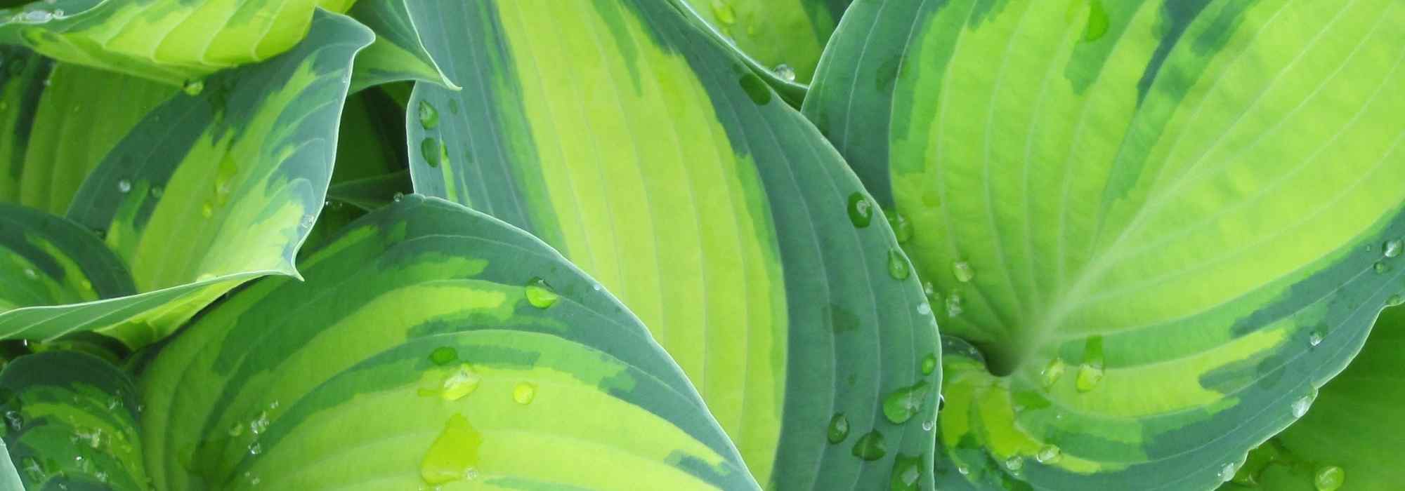 Les plus beaux Hostas panachés