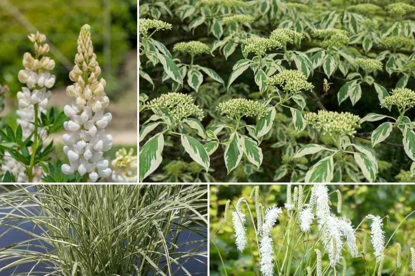 Associations lupins, associer le lupin, massif de lupins, mariage lupins