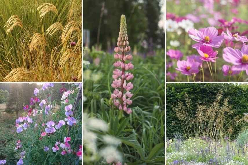 Associations lupins, associer le lupin, massif de lupins, mariage lupins