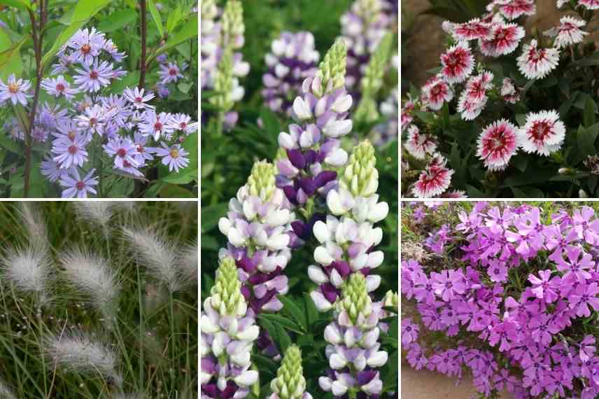 Associations lupins, associer le lupin, massif de lupins, mariage lupins