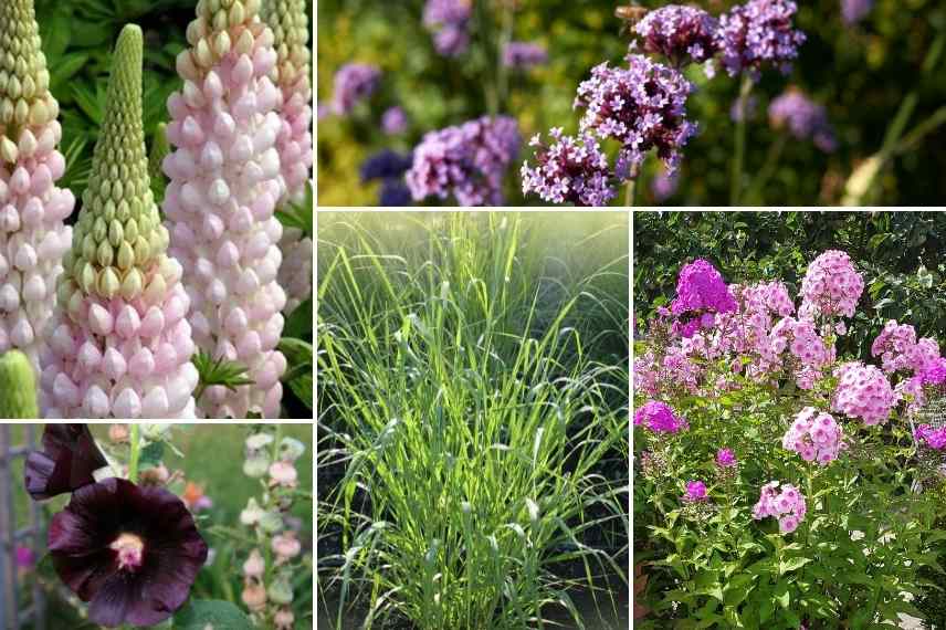 Associations lupins, associer le lupin, massif de lupins, mariage lupins