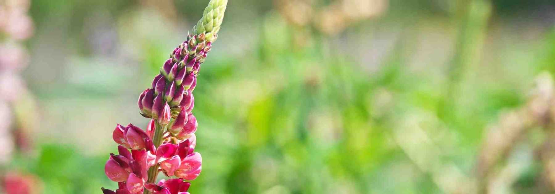 Lupins : 6 idées pour les associer