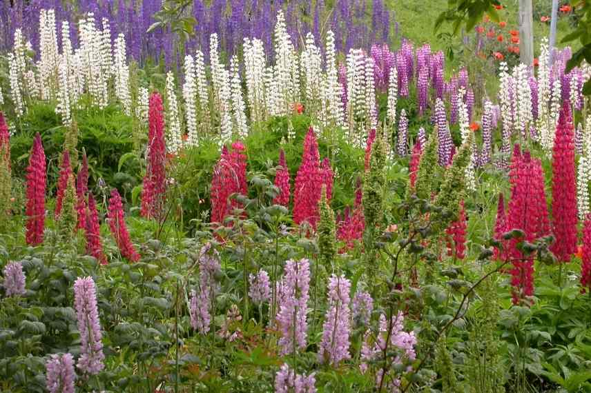 Associations lupins, associer le lupin, massif de lupins, mariage lupins