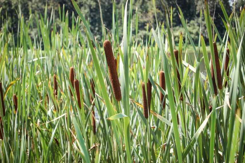 Hiverner les plantes de bassin