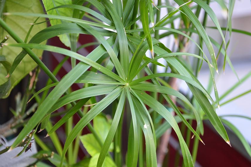 Papyrus en pot