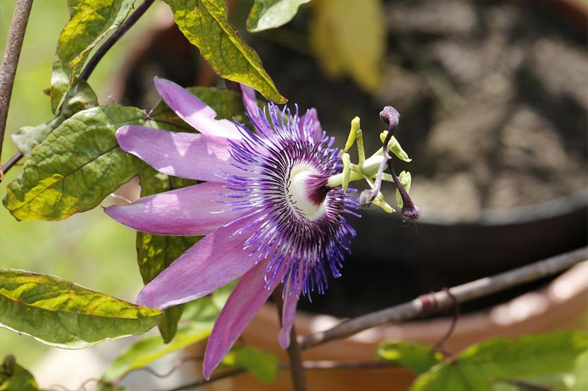 Passiflora violacea 'Amethyst' en pot