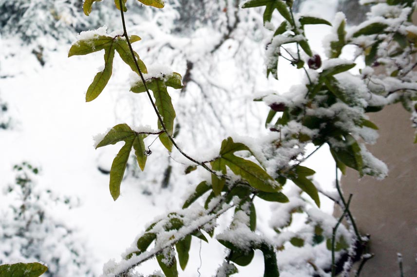 Passiflore sous la neige © Kai Schreiber - Flickr